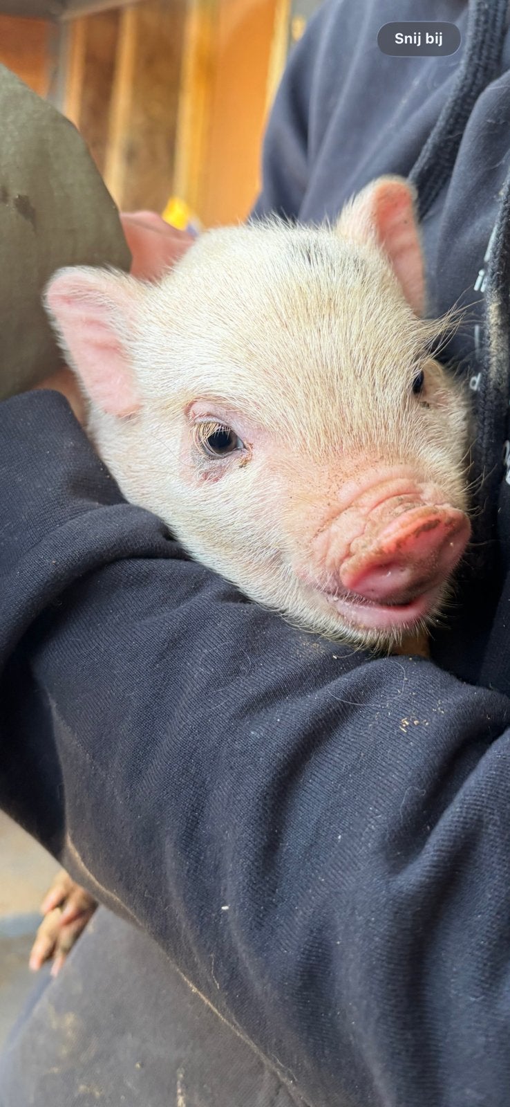 Biggetjes/MINI varken/gottinger varken, Dieren en Toebehoren, Overige Dieren, Mei, Meerdere dieren
