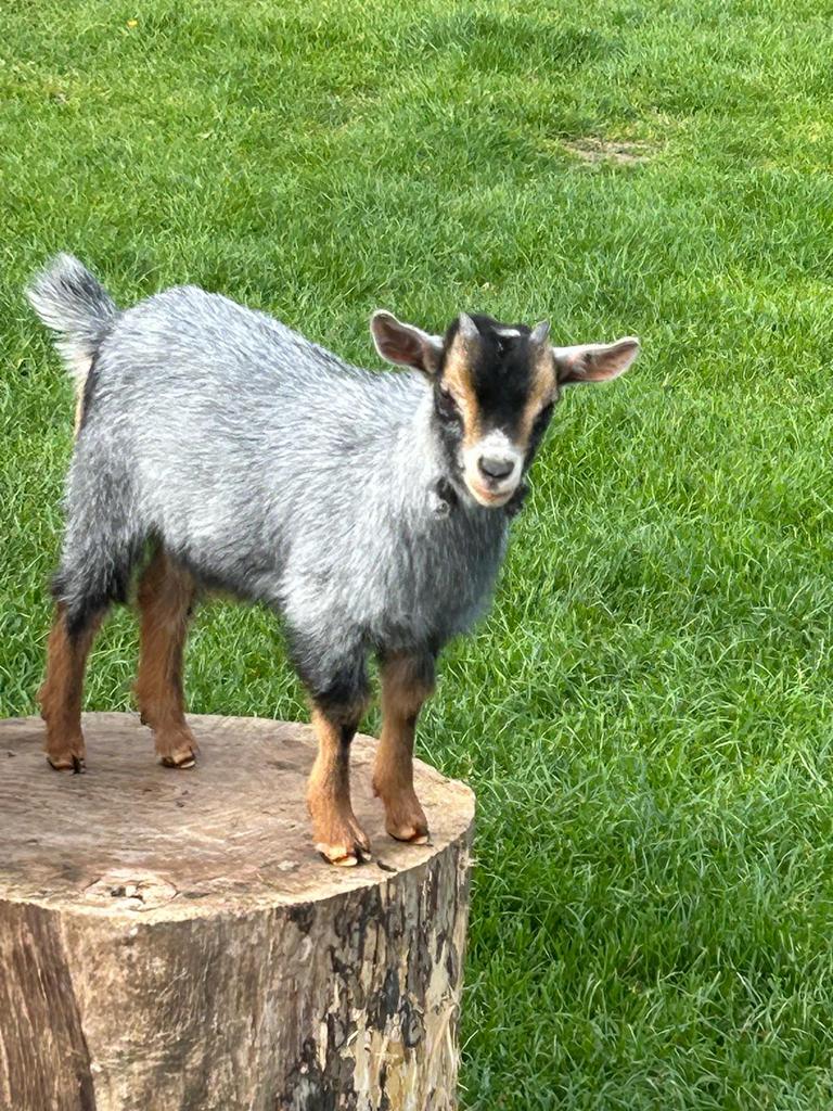 Blauwschimmel tan bokjes, Dieren en Toebehoren, Mannelijk, Geit, 0 tot 2 jaar