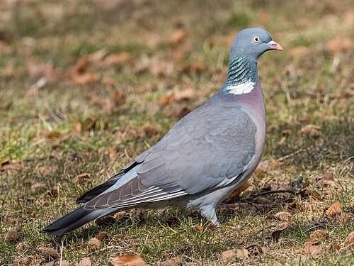 Cherche pigeons ramier