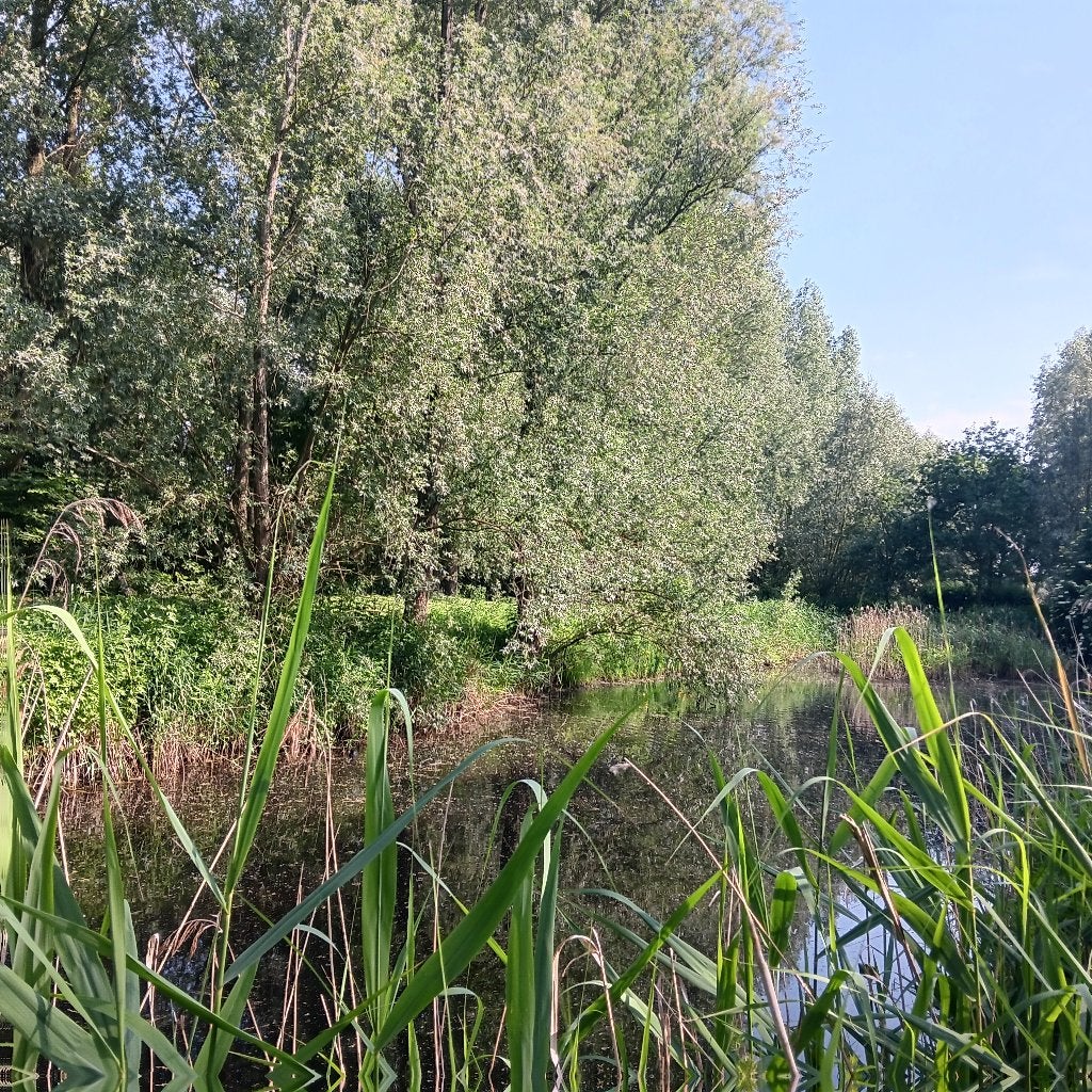 Landbouwgrond - weiland met vijver, Immo, Stekene, Verkoop zonder makelaar, 1500 m² of meer