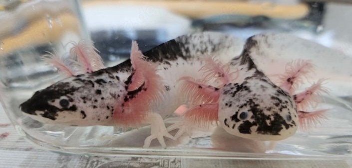 Axolotls, Animaux & Accessoires, Autres types, Poisson d'eau douce
