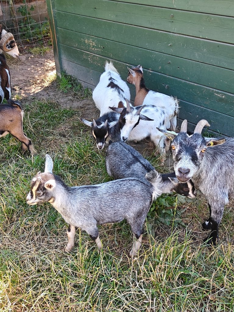 Dwerggeitjes, Dieren en Toebehoren, Schapen, Geiten en Varkens, Meerdere dieren, Geit, 0 tot 2 jaar