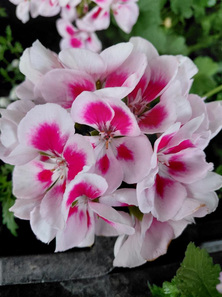 Staan geraniums in PROMO, Enlèvement