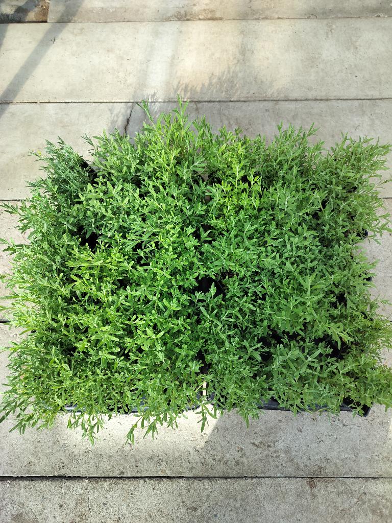 Lavendel Hitcote, Ophalen, Bodembedekkers, Volle zon, Vaste plant