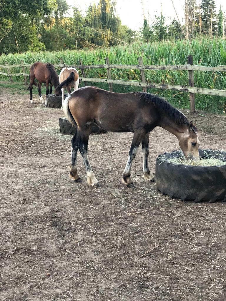 Welsh cob merrie veulen 1 jaar, Jument, Vermifugé