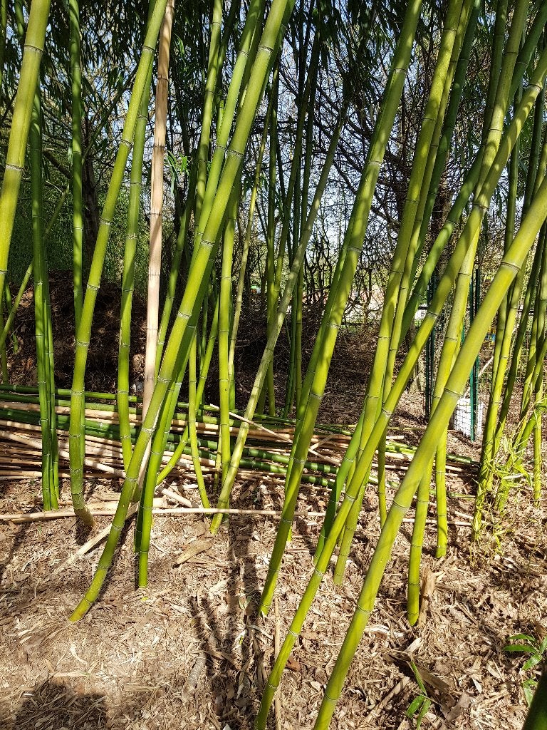 Bambous - bamboo - Phyllostachys, Tuin en Terras, Planten | Tuinplanten, Ophalen, Bloeit niet, Vaste plant, Siergrassen
