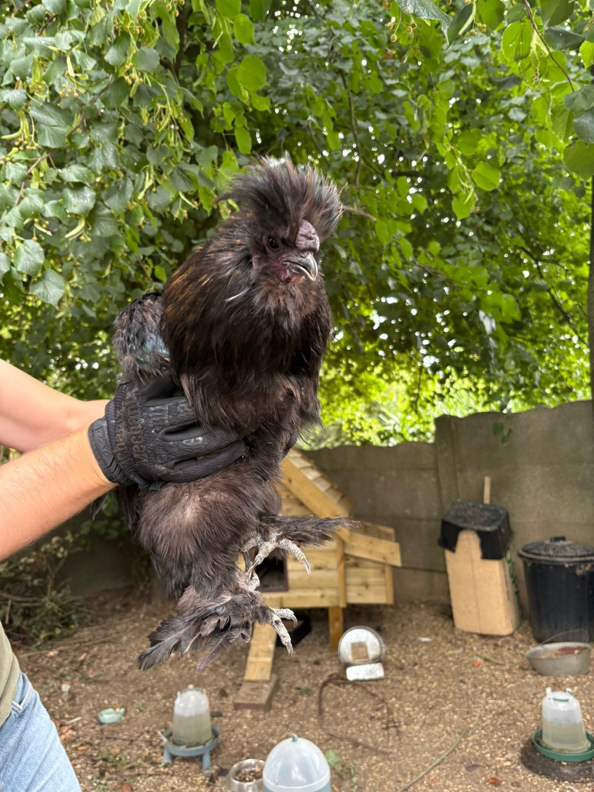 Zijdehoen haan, Dieren en Toebehoren, Pluimvee