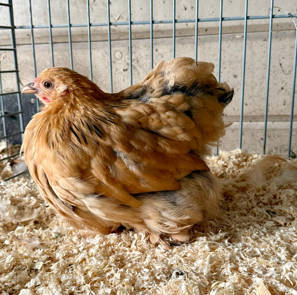 Cochin kriel buff columbia, Dieren en Toebehoren