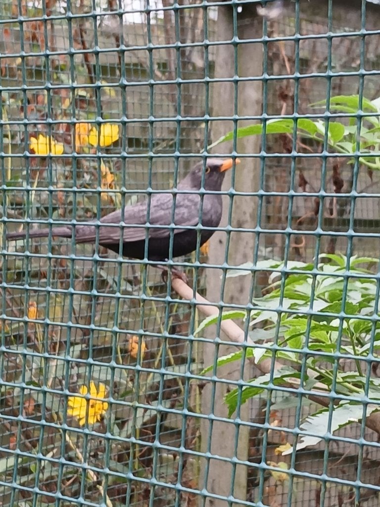 Merel man, Dieren en Toebehoren, Meerdere dieren, Wildzangvogel, Geringd