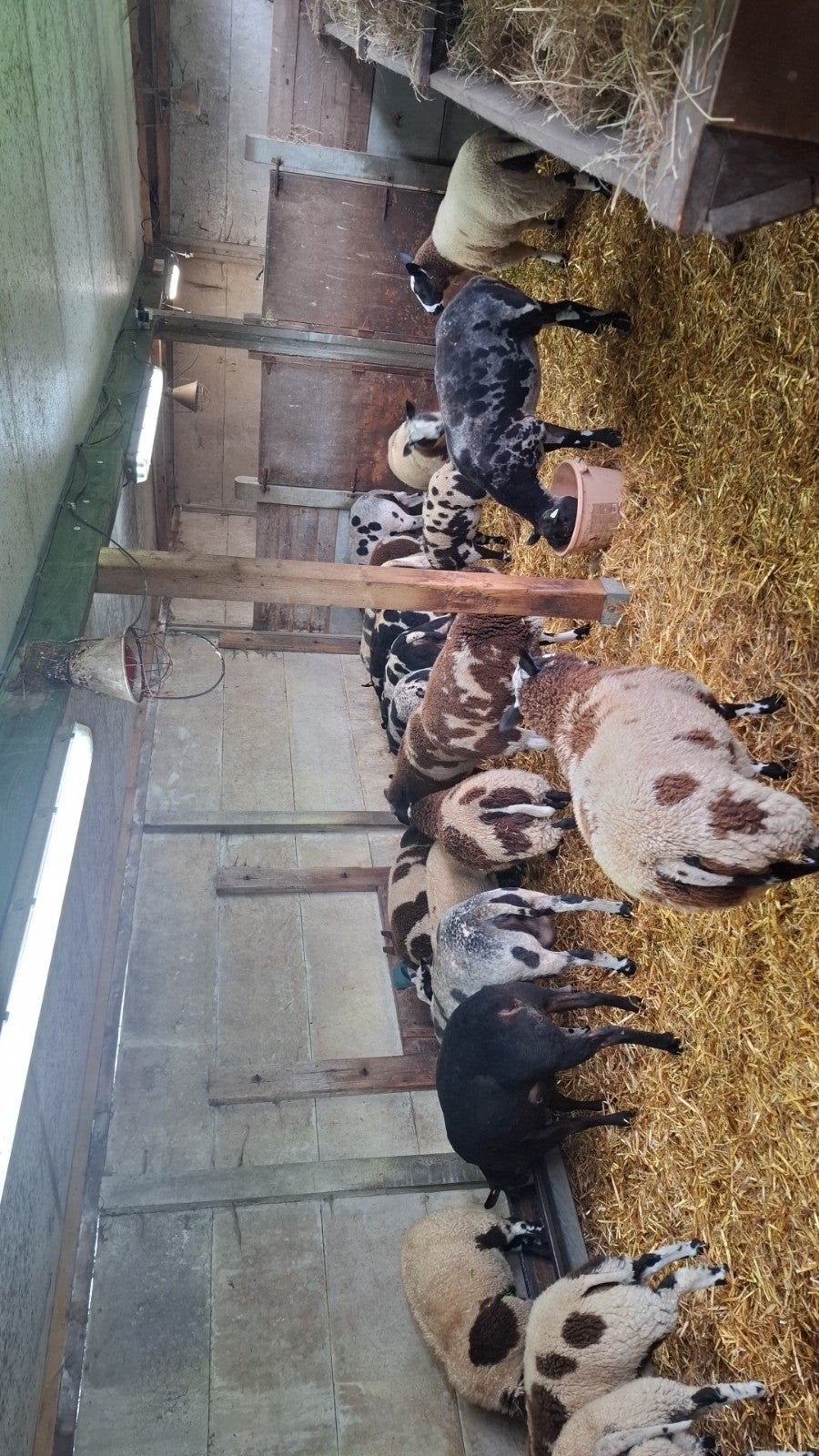 4 baggerbonte ramlammeren 5maand oud