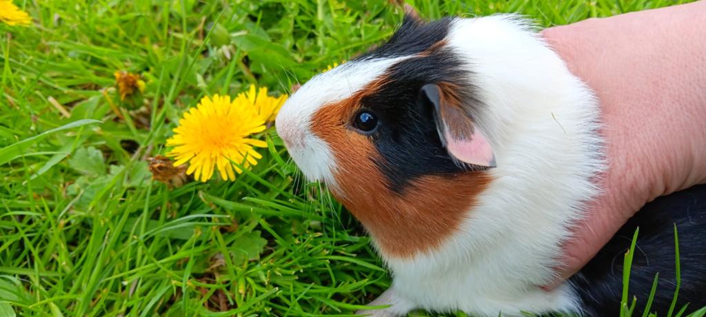 Cavia halfbroers zoeken een goede thuis, Dieren en Toebehoren, Knaagdieren, Februari, Mannelijk, Cavia