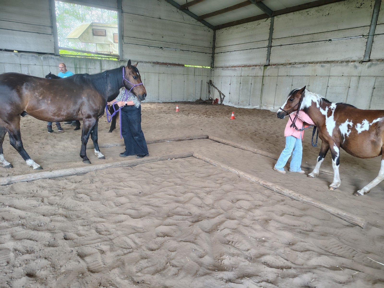 Paardenkamp jonge paarden
