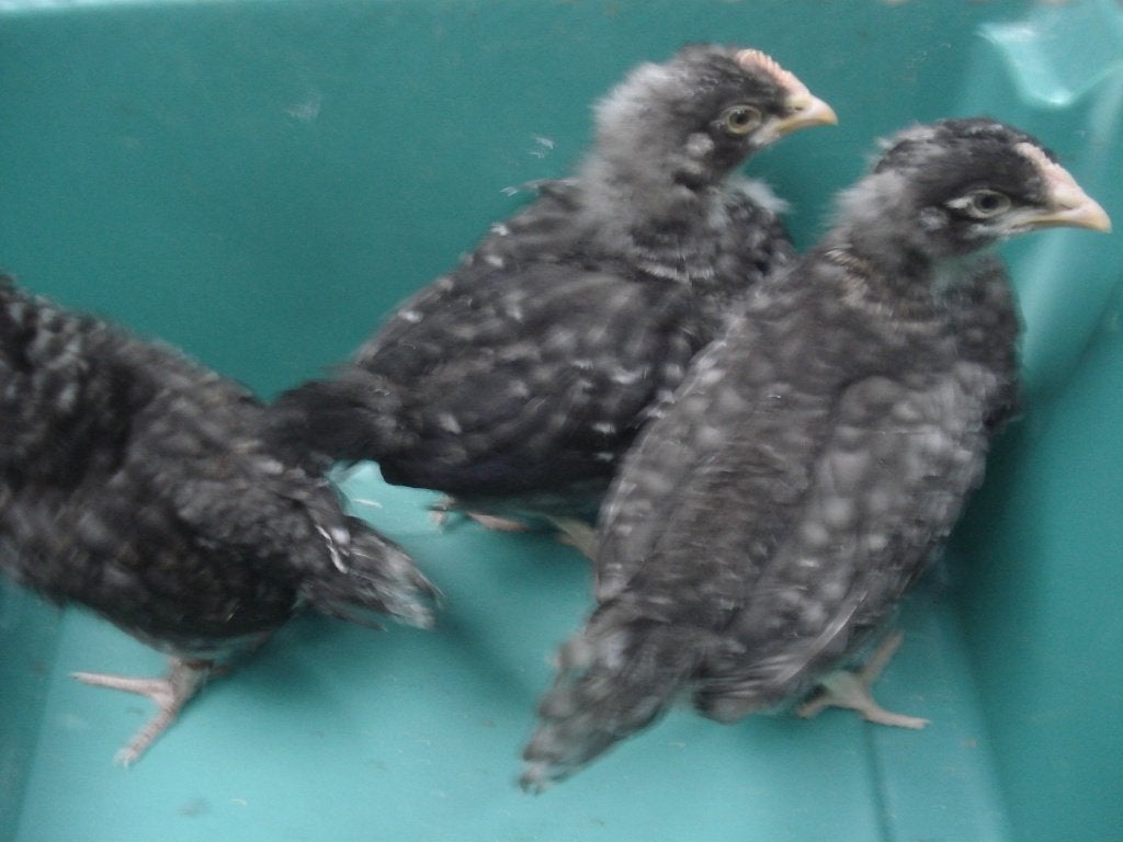 kuikens goenlegger (hennen), Dieren en Toebehoren, Pluimvee, Vrouwelijk, Kip
