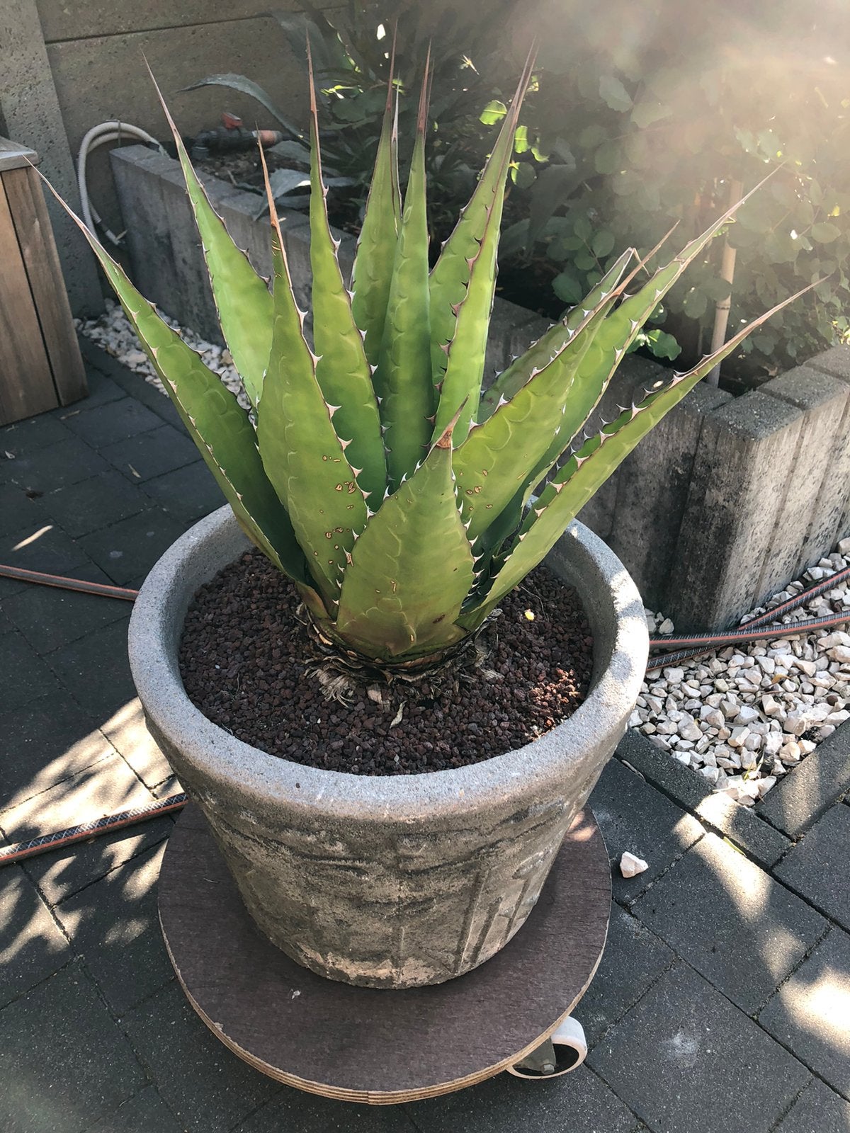 Cactus americana 2 verschillende, Ophalen, Vaste plant, Overige soorten
