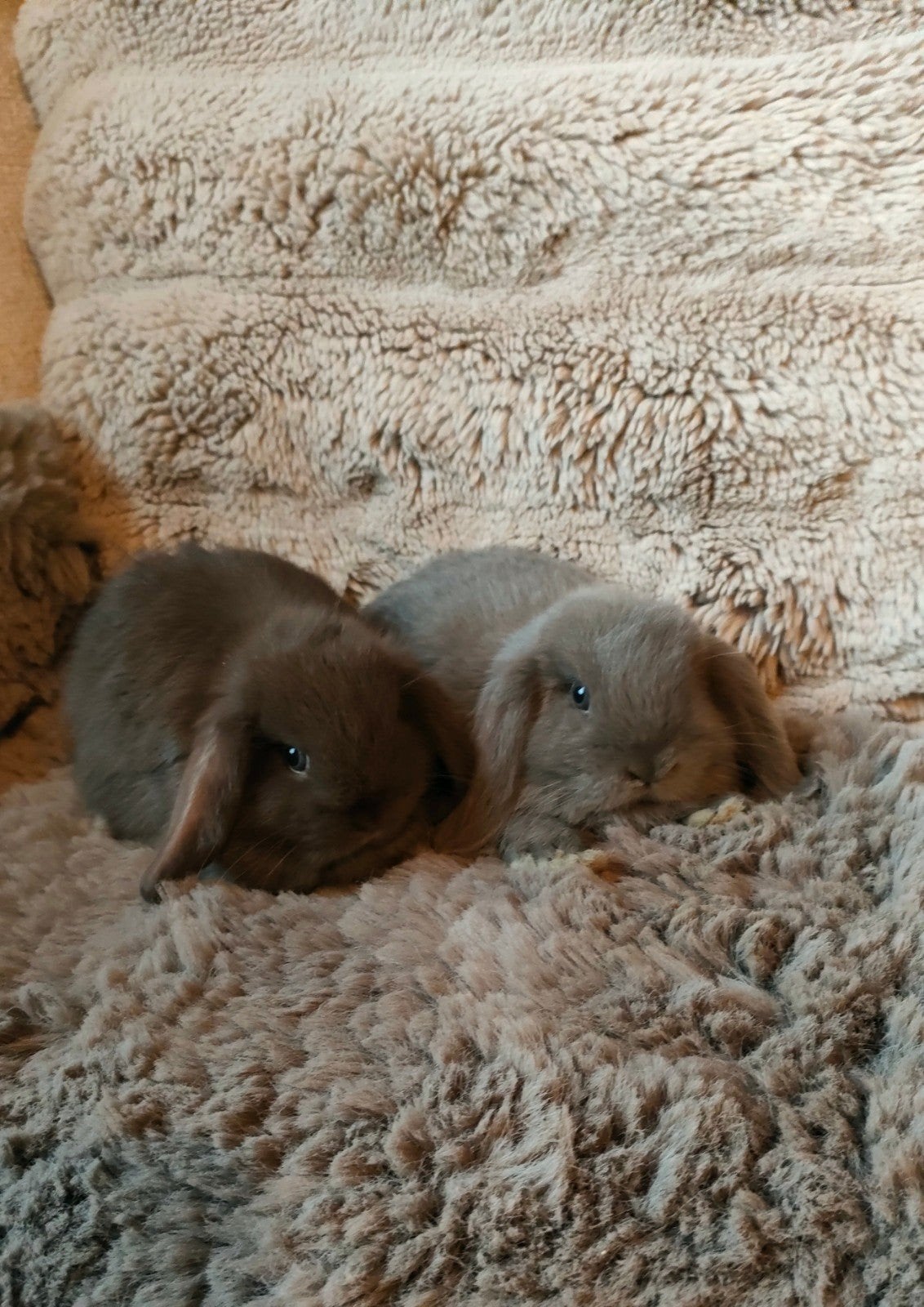 minilopjes  raszuiver., Plusieurs animaux, Nain, Oreilles tombantes, 0 à 2 ans