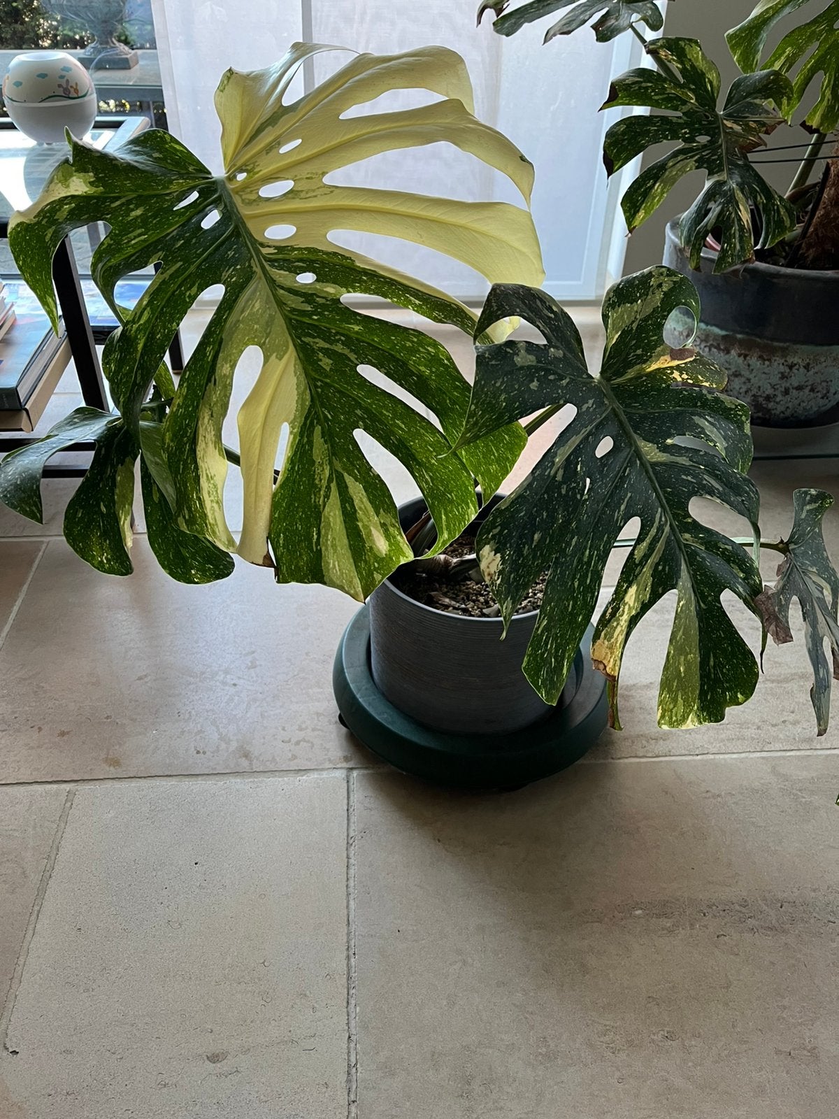 Monstera thai constellation, Enlèvement
