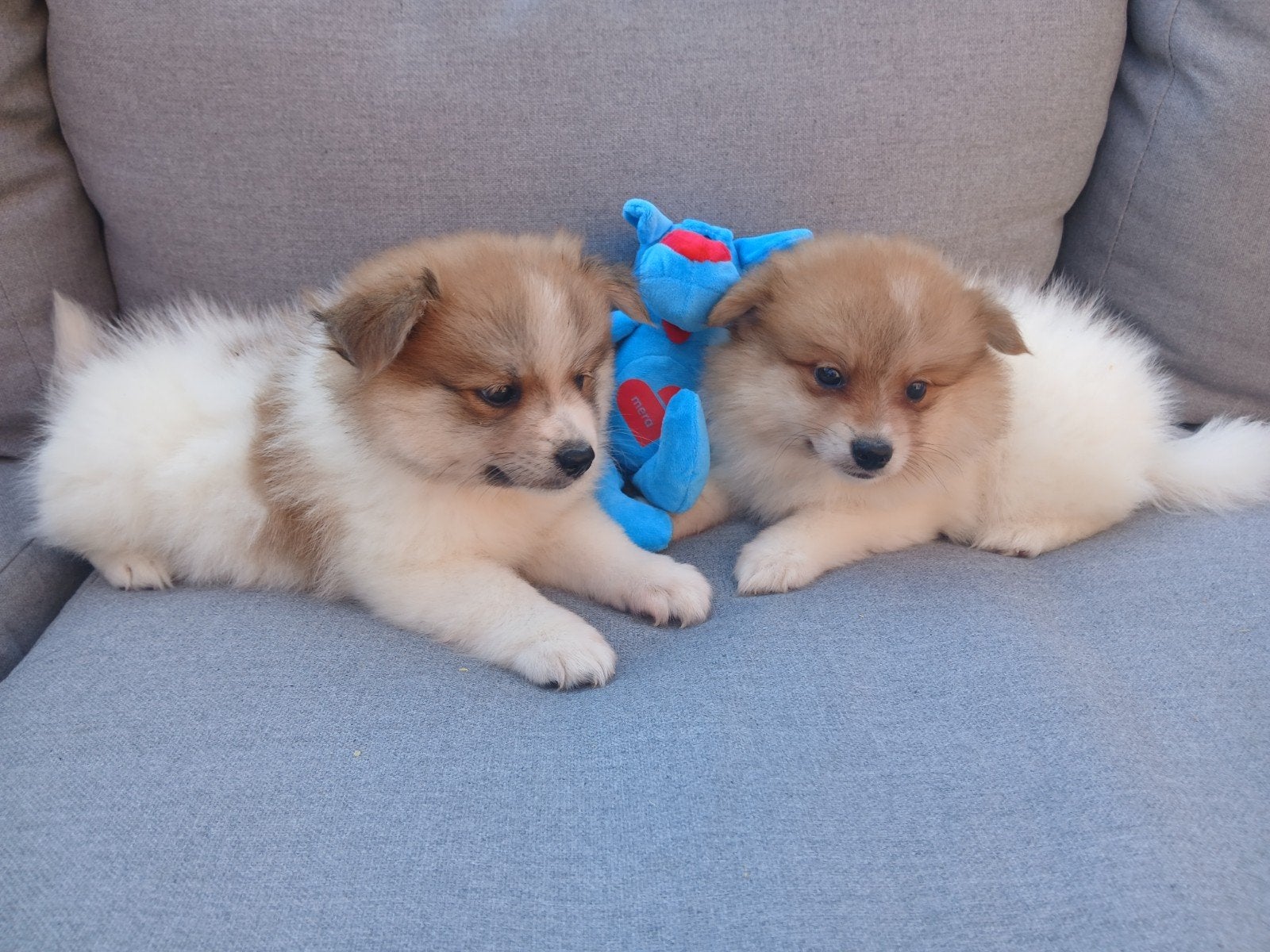 keeshond pup zoekt warme nest, Animaux & Accessoires, Chiens | Huskys, Loulous & Types primitifs, Loulou, Maladie de Carré (chiens)