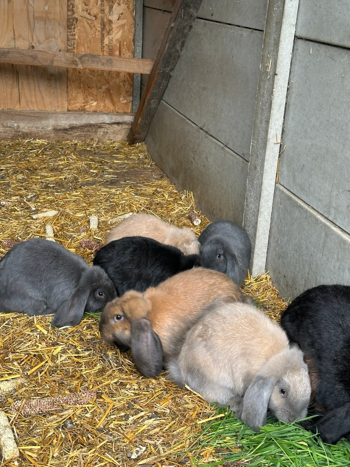 Franse hangoor ram, Dieren en Toebehoren, Hangoor