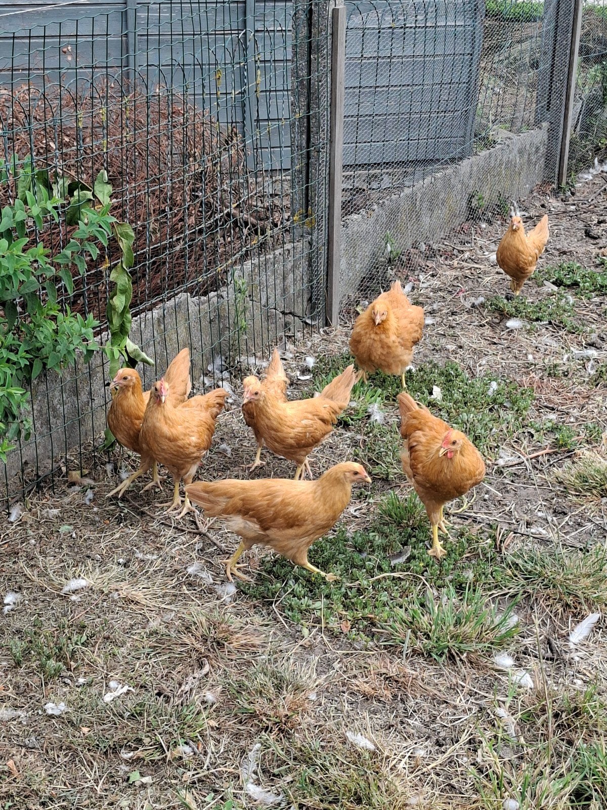 leghorn, Dieren en Toebehoren