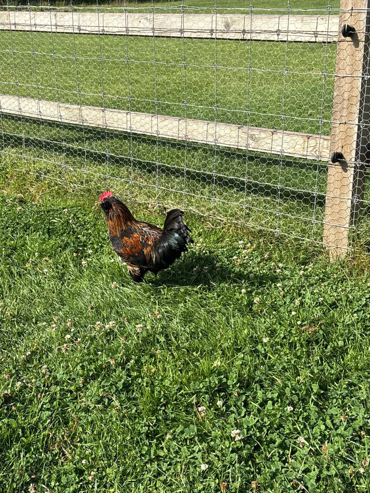 Haantjes, Dieren en Toebehoren, Mannelijk, Kip