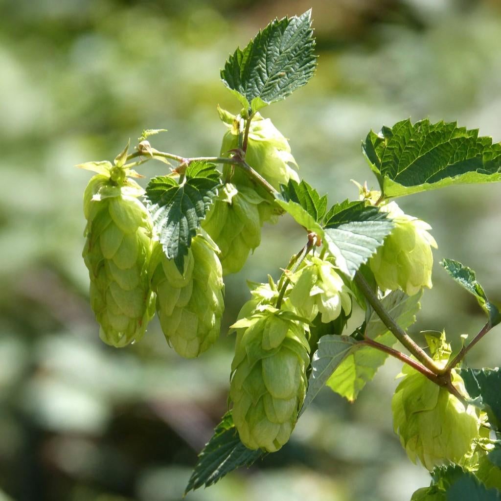 Hopplanten, Enlèvement ou Envoi, Plein soleil, Été, Plante fixe