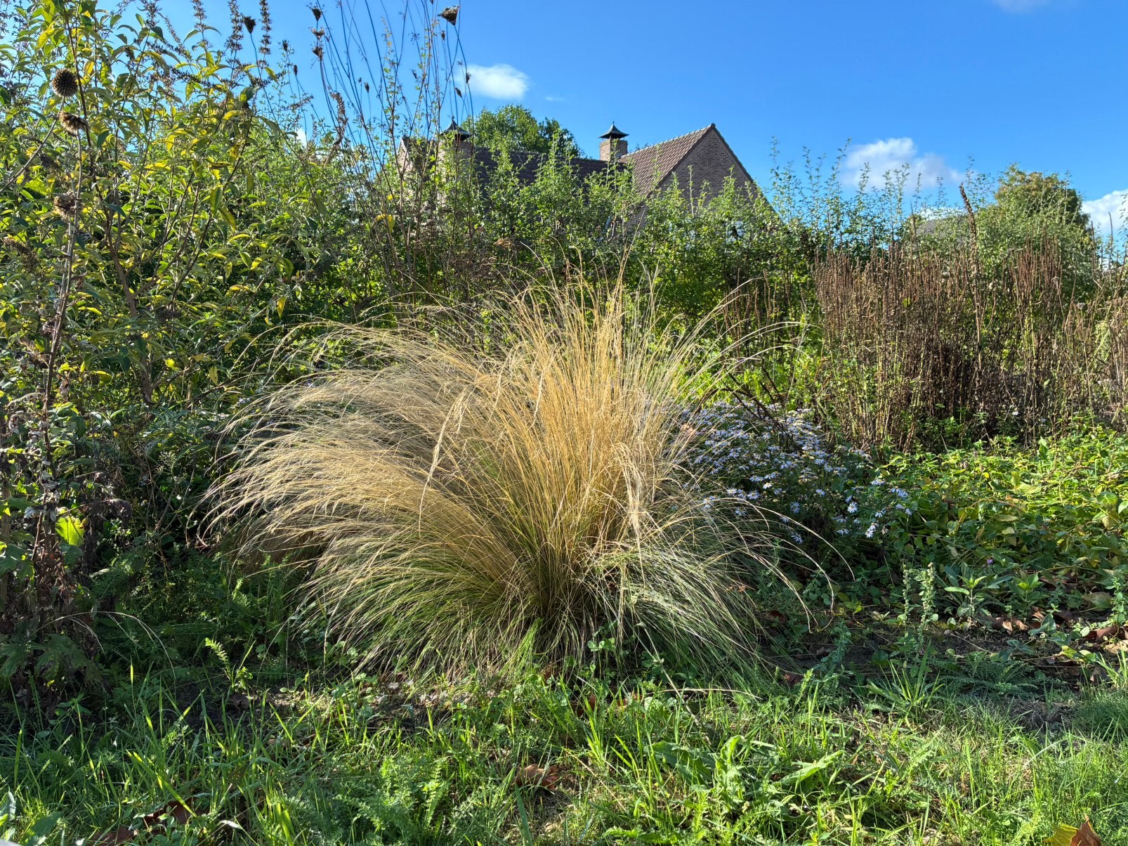 Stipa grassen, Tuin en Terras, Ophalen