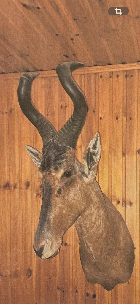 Taxidermy Afrikaanse hartebeer (antilope), Ophalen