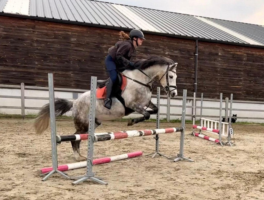 Bronco – brave allround ruin met potentieel, Dieren en Toebehoren, Paarden, Ruin, Minder dan 160 cm, Gechipt, 7 tot 10 jaar