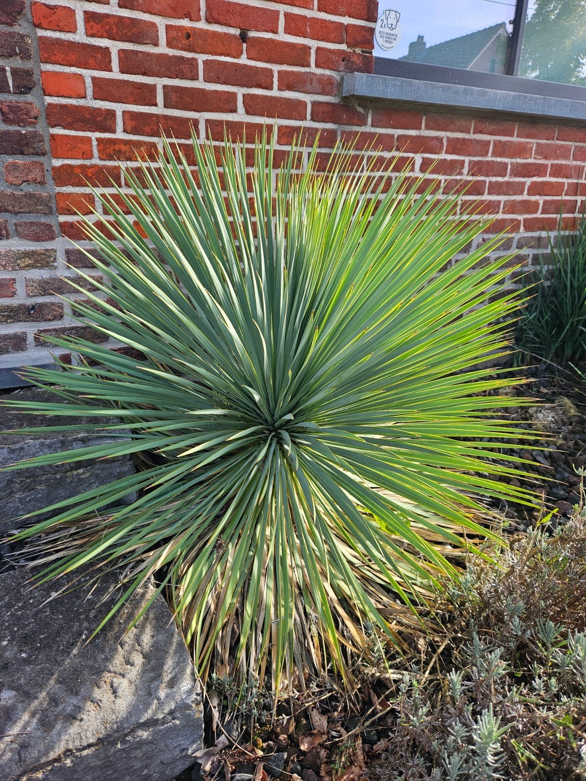 yucca rostrata, Ophalen