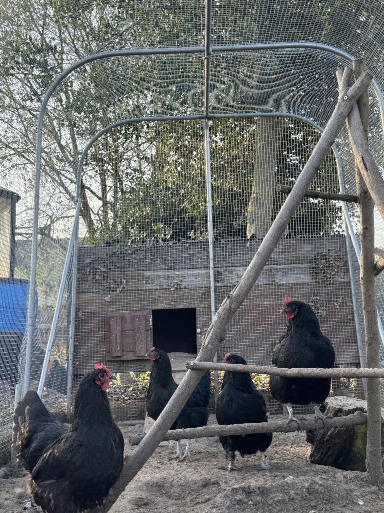 Broedeieren Australorp, Dieren en Toebehoren, Geslacht onbekend, Kip