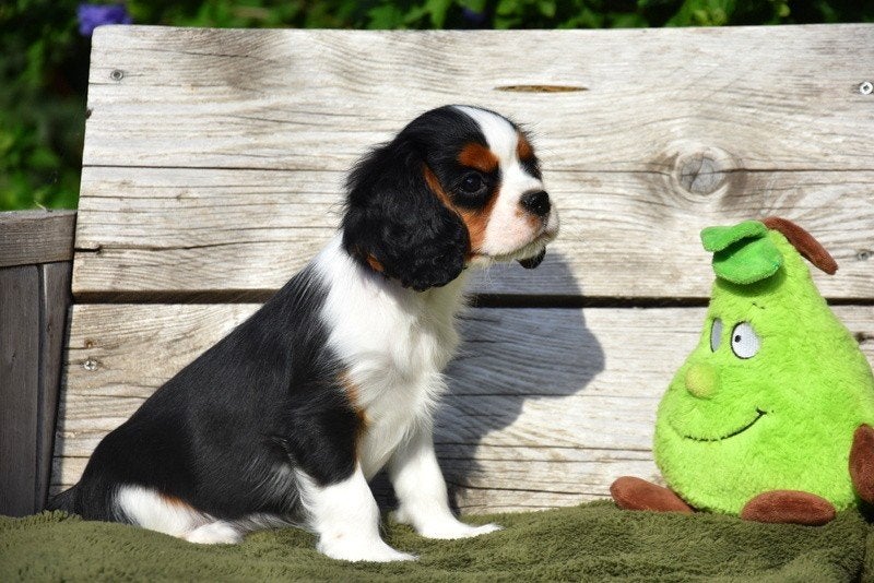 Prachtige Cavalier pups, Dieren en Toebehoren, Parvo, België, 8 tot 15 weken, Meerdere