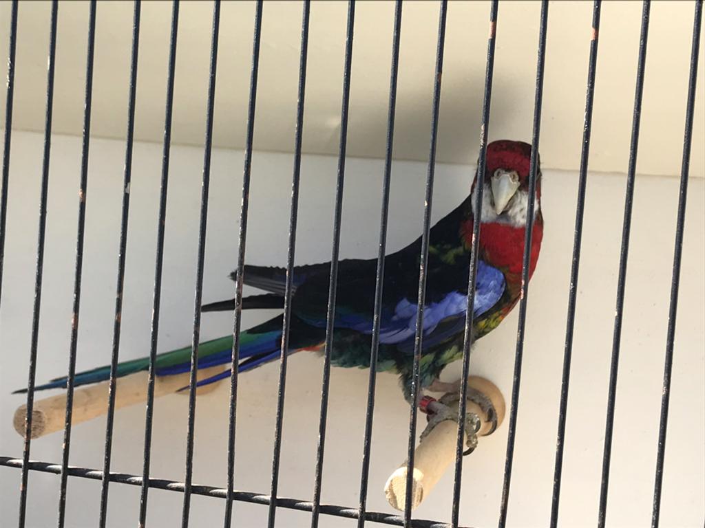 2 zwarte rosella split opaline