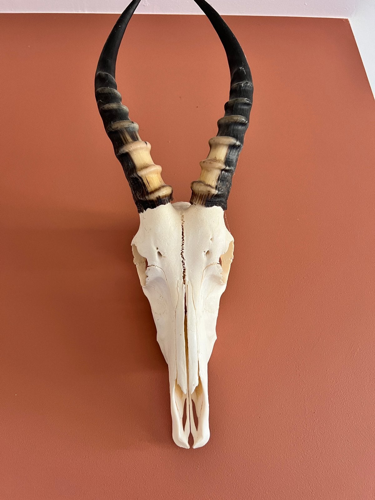 Impala schedel met hoorns, Verzamelen, Ophalen, Zo goed als nieuw, Schedel