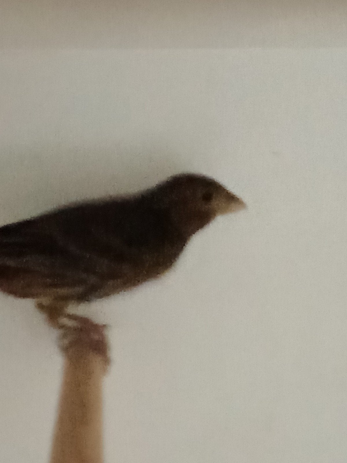 te koop groene kanarie, Dieren en Toebehoren
