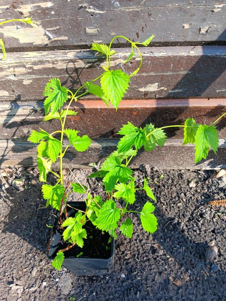 Hoppe humulus, Tuin en Terras, Ophalen