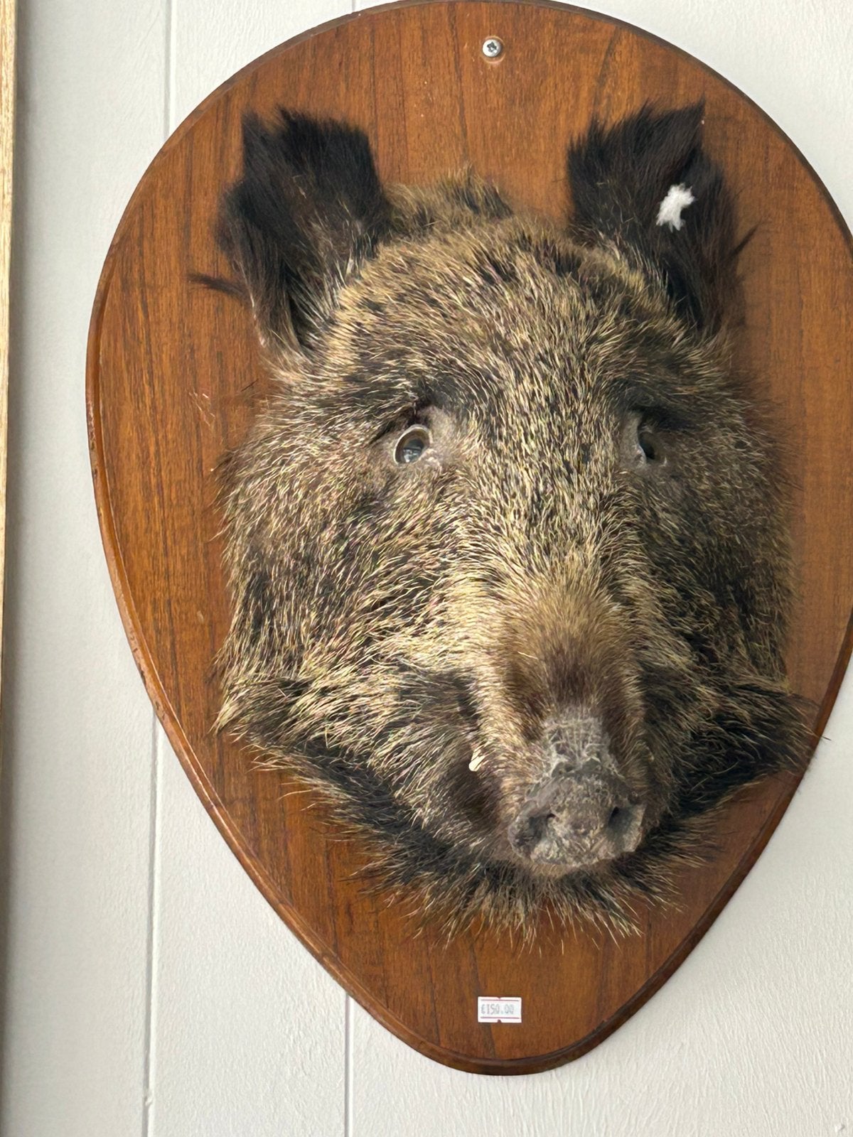 Taxidermie, Antiquités & Art, Enlèvement