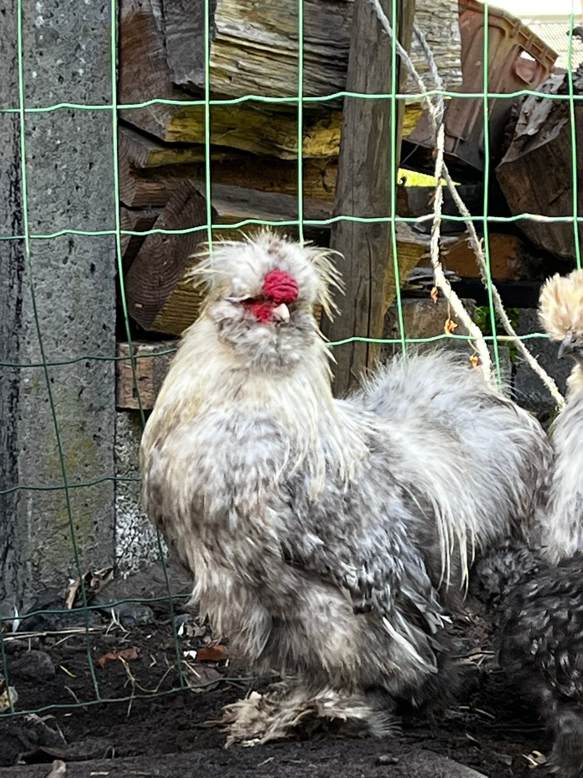 USA zijdehoen haan, Dieren en Toebehoren, Mannelijk, Kip