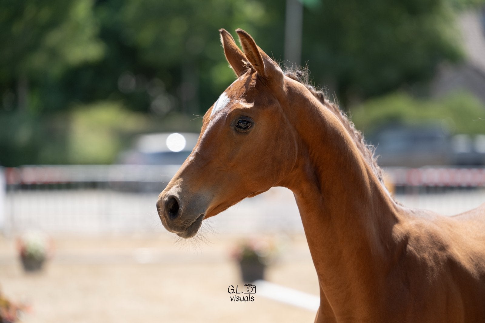 Dressage Colt McLaren X United, Animaux & Accessoires, Étalon