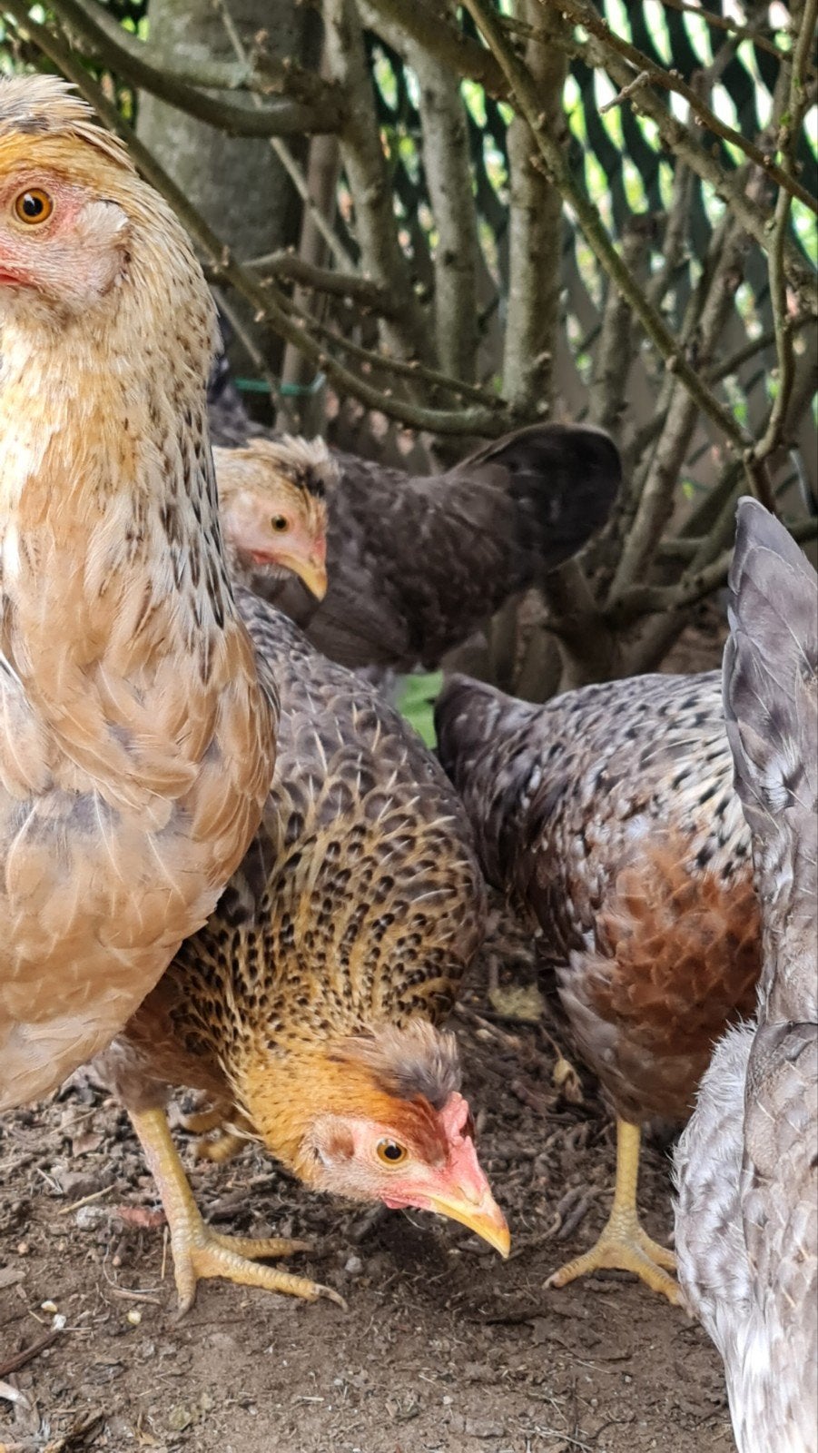 raszuivere cream legbar hennen, Femelle, Poule ou poulet