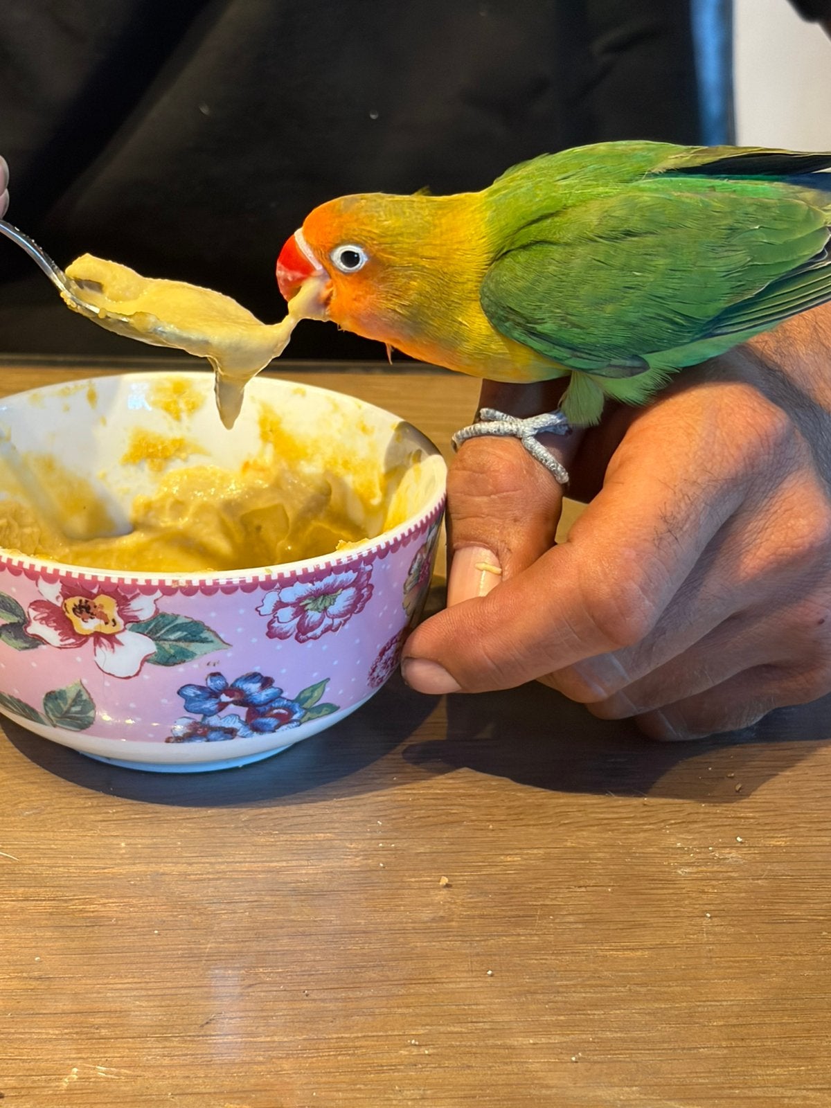 Dwergpapegaai