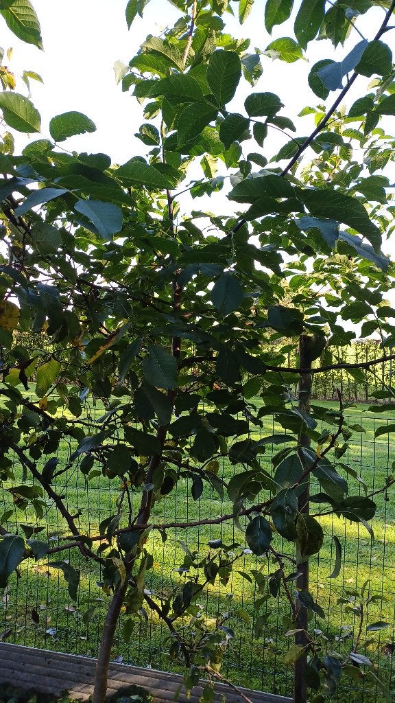 Okkernoten bomen, Tuin en Terras, Overige soorten, 100 tot 250 cm, Zomer, Ophalen