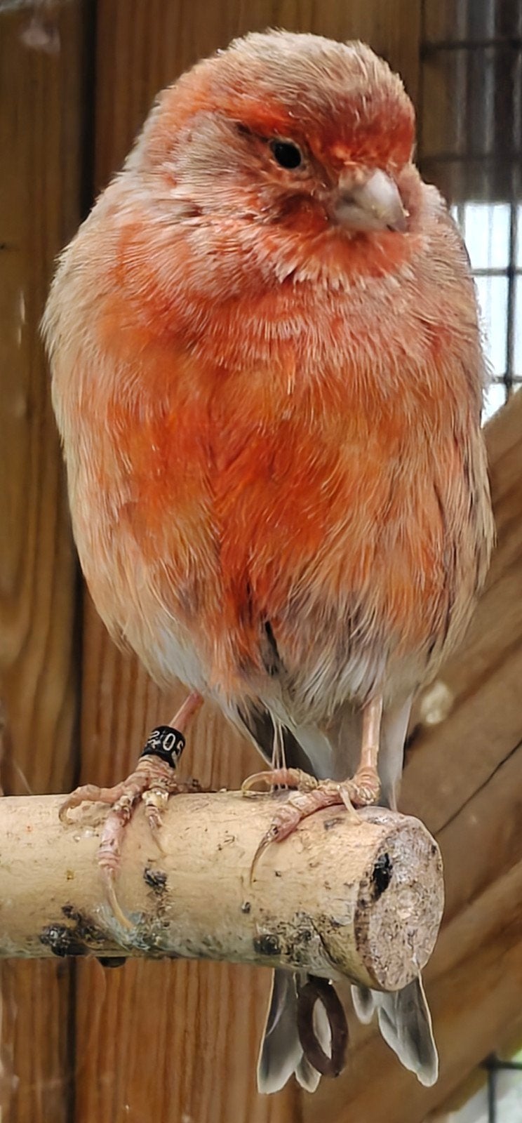Mooie Kanarie Pop, Dieren en Toebehoren
