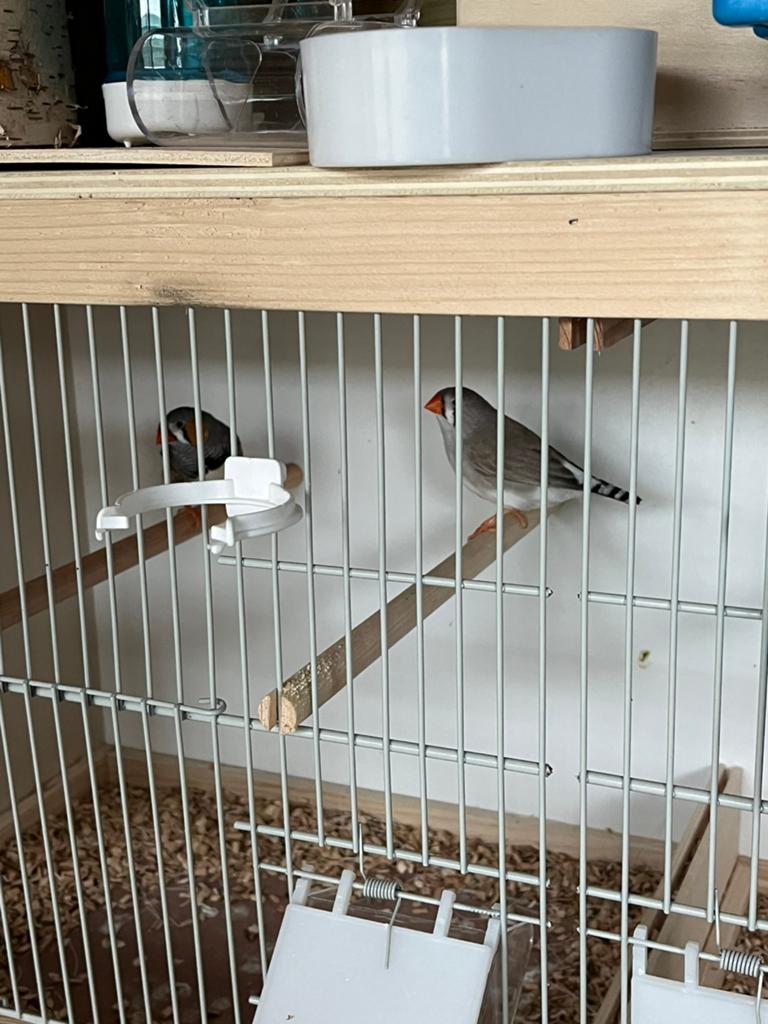 Koppel zebravinken, Dieren en Toebehoren, Vogels | Kanaries