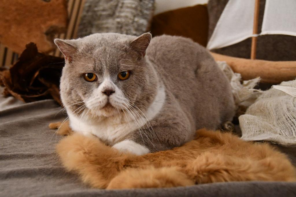 BRITS KORTHAAR KATER, Chat, Avec pedigree, 6 ans ou plus