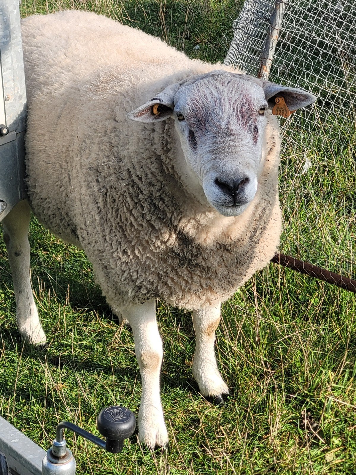 schaap man  swifter nen echte...Ruben, Dieren en Toebehoren, Mannelijk, Schaap, 3 tot 5 jaar