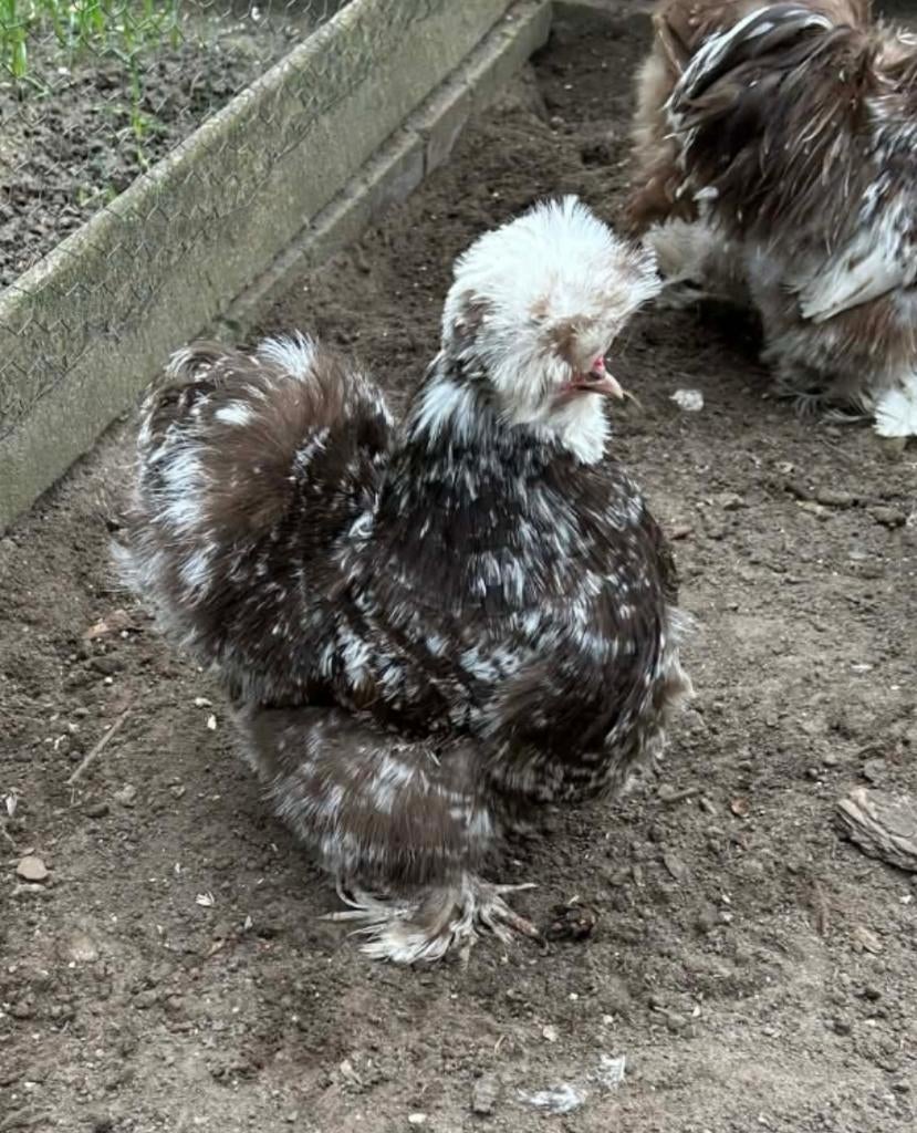 Usa zijdehoen Choco motteld broedeitjes, Sexe inconnu, Poule ou poulet