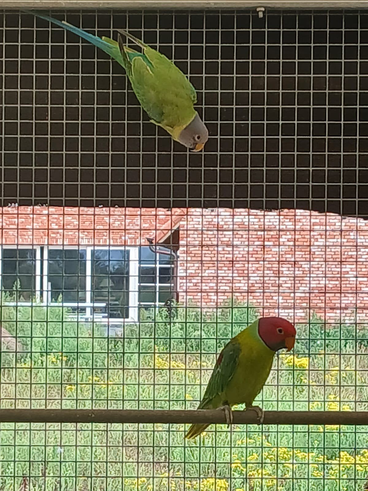 mooi Koppel pruimkoppen.