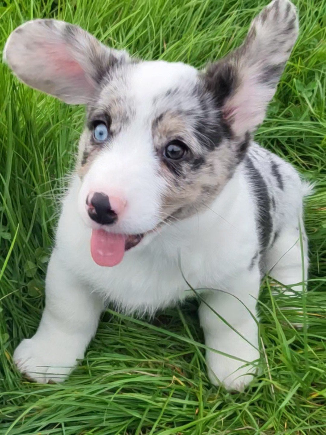 Welsh Corgi Cardigan pups / Corgi pups, België, CDV (hondenziekte), 8 tot 15 weken, Meerdere