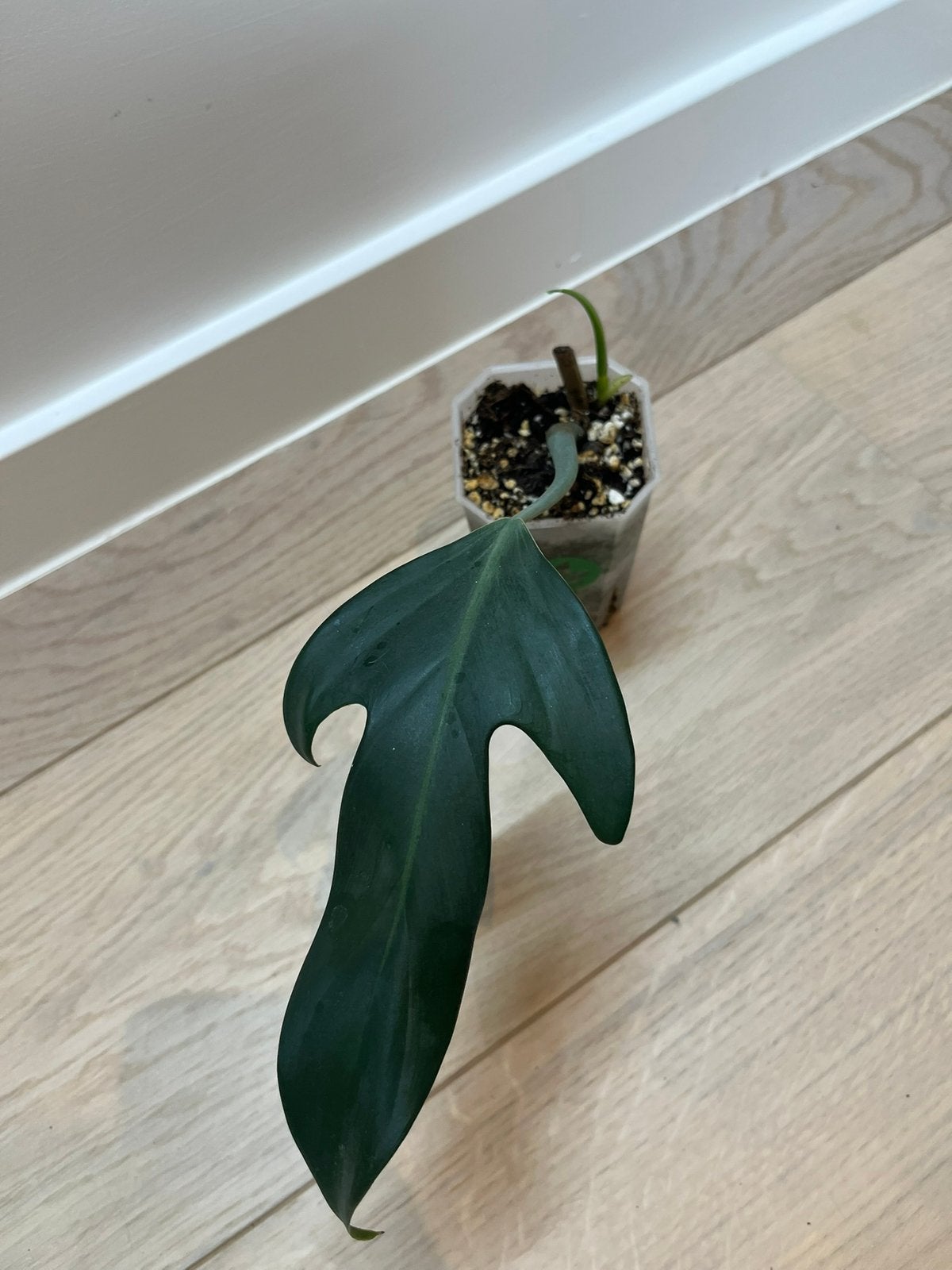 Philodendron Panduriforme, Huis en Inrichting, Ophalen of Verzenden