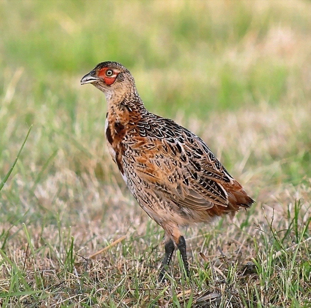 Bosfazanten, Dieren en Toebehoren, Pluimvee, Mannelijk, Overige soorten